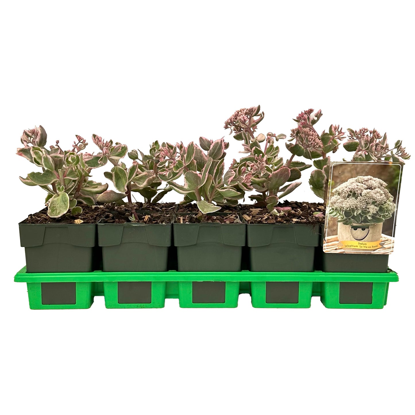 Sedum tel. La Vie en Rose 25cm 11cm Pot