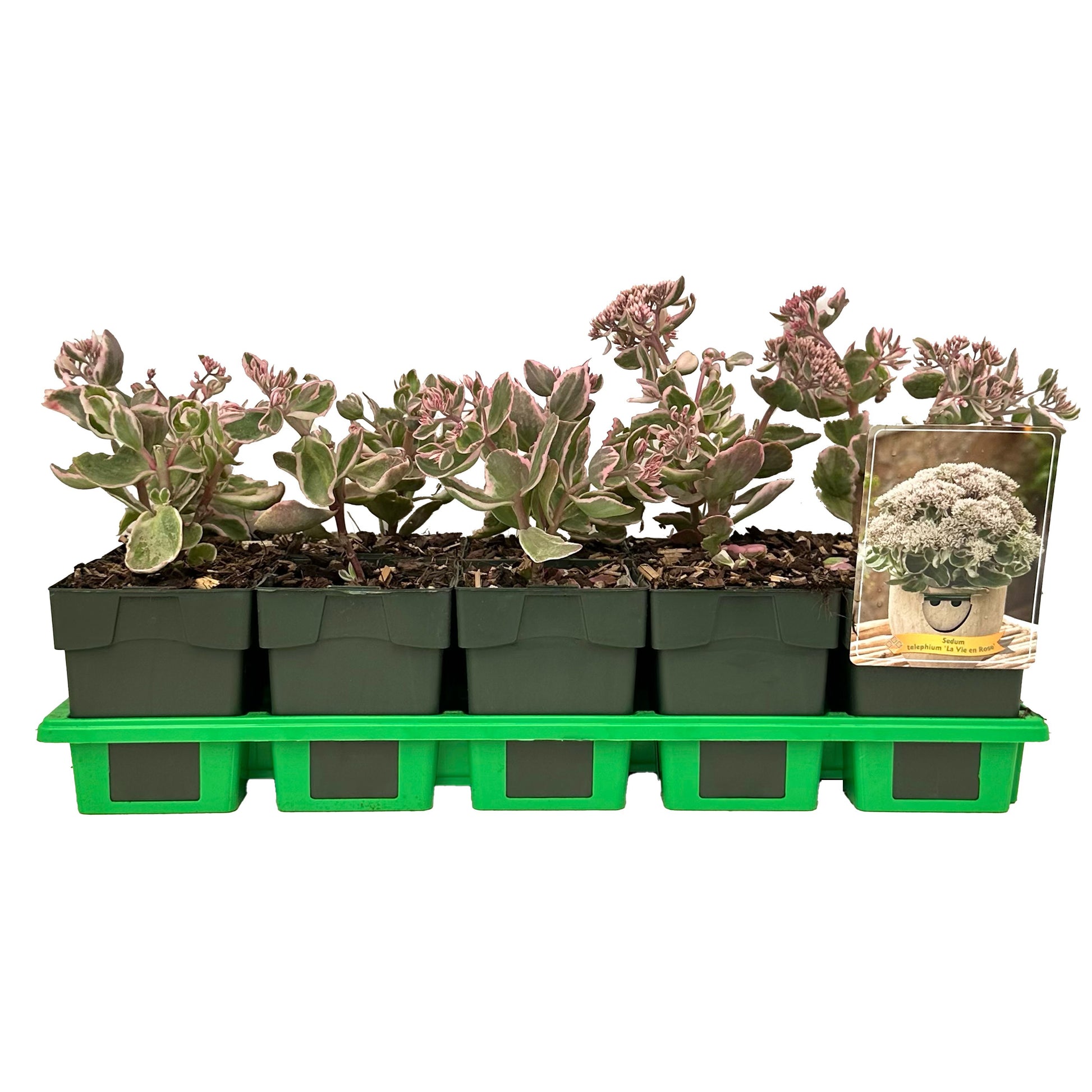 Sedum tel. La Vie en Rose 25cm 11cm Pot
