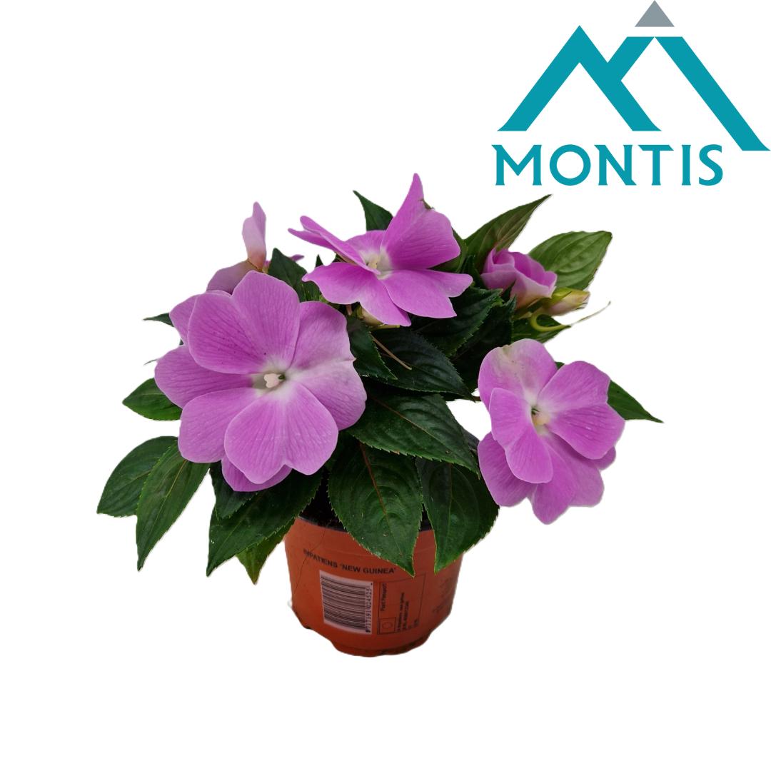 Impatiens ng. Colorpower Lavender 25cm 13cm Pot