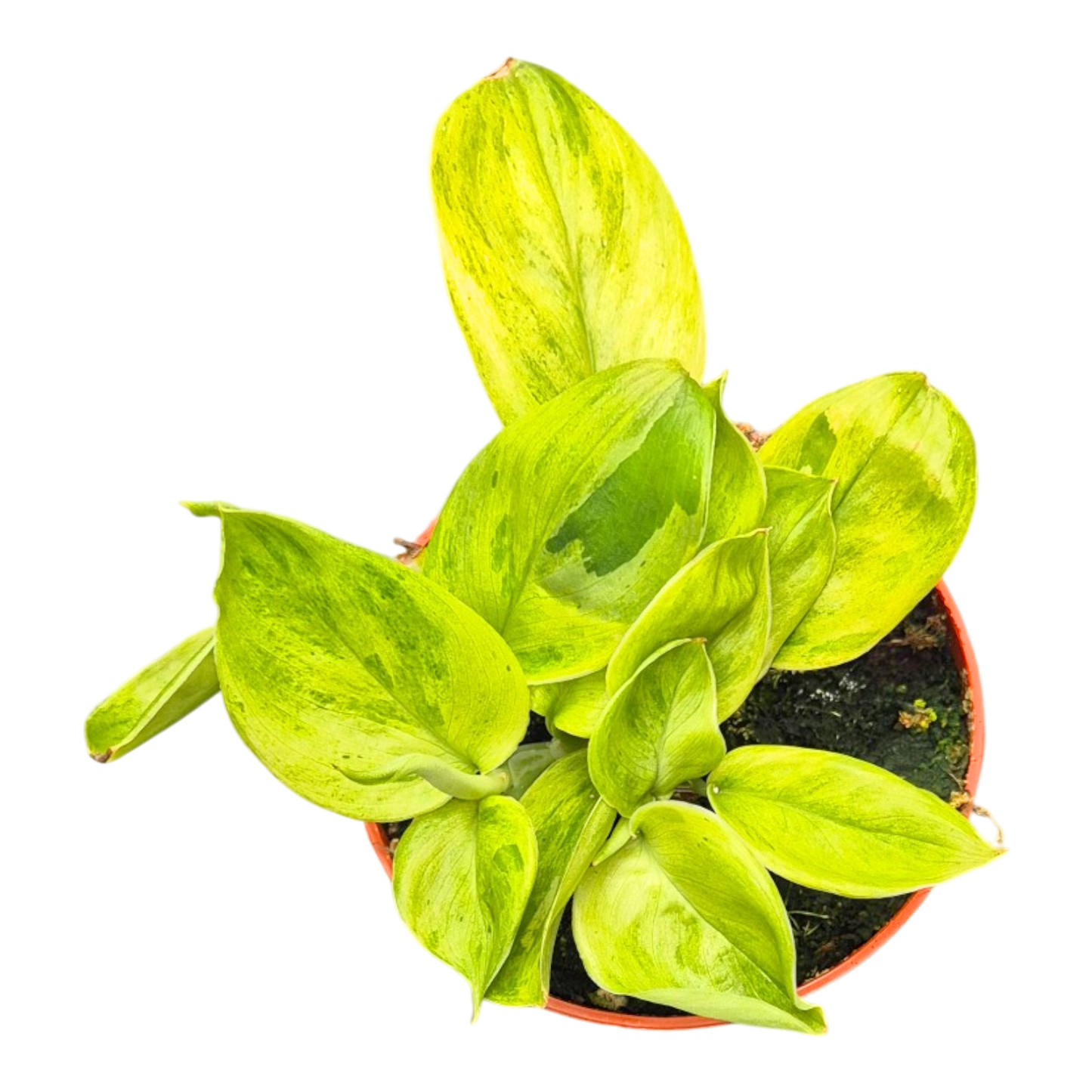Scindapsus 10cm 7cm Pot