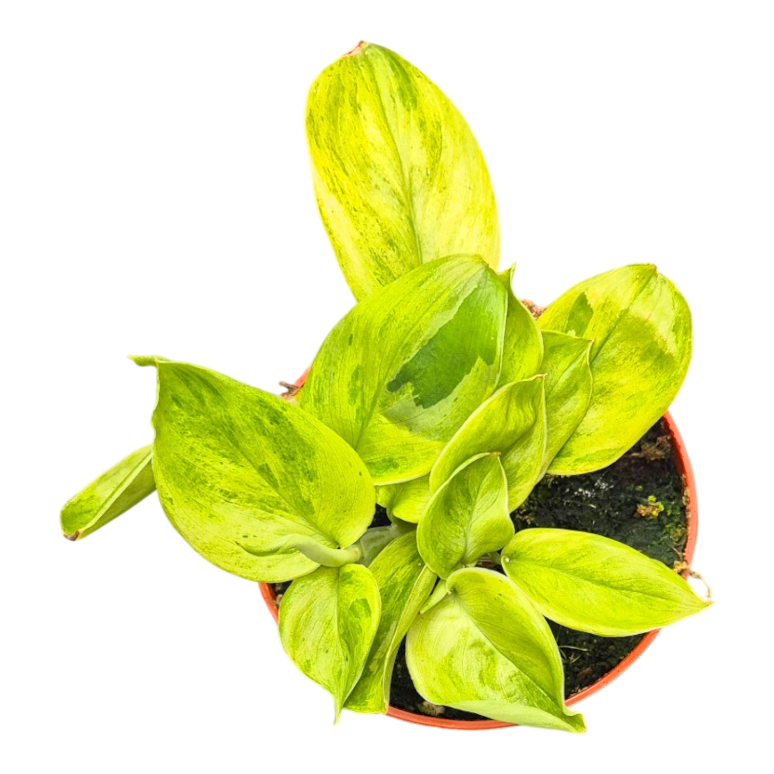 Scindapsus 10cm 7cm Pot