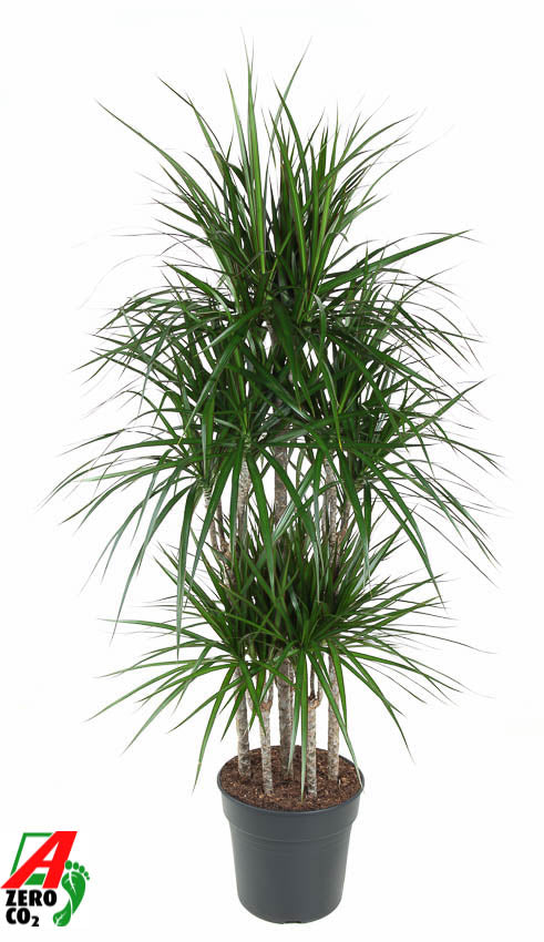 Dracaena marginata caroussel 140cm 31cm Pot