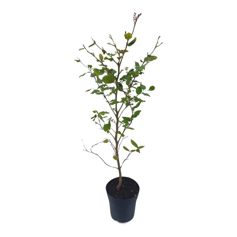Fagus sylvatica 60cm 17cm Pot