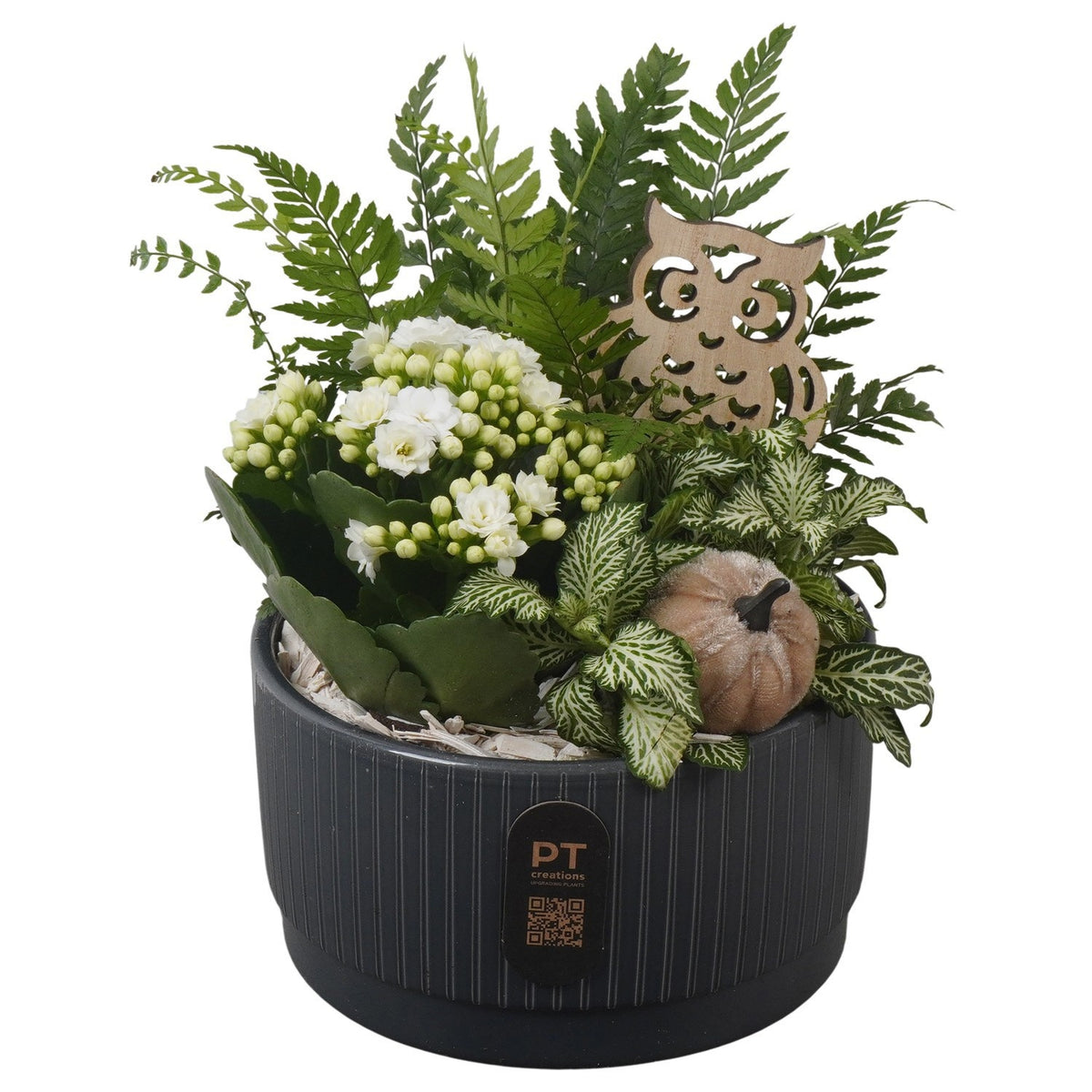 Indoor arrangement 20cm 16cm Pot
