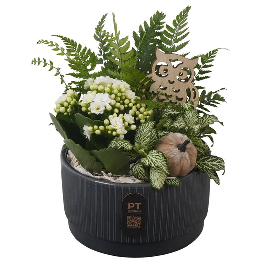Indoor arrangement 20cm 16cm Pot