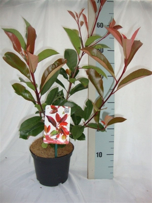 Roessel Tuinpl. VOF, B. v. Photinia Red Robin Pack of 1
