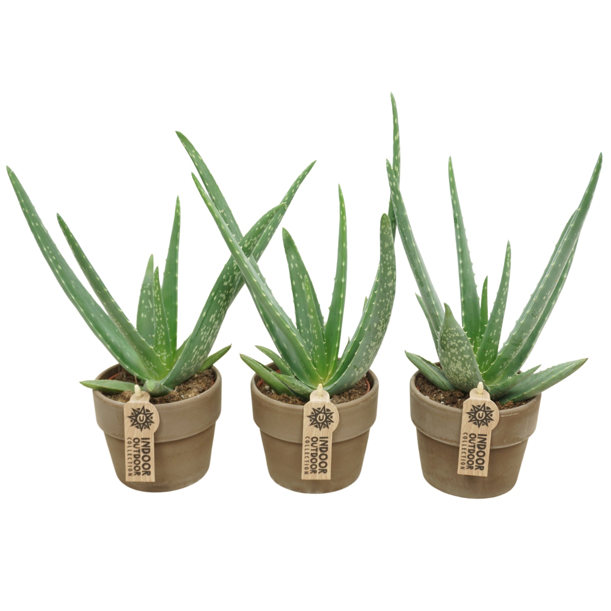 Succulent mix 30cm 10.5cm Pot