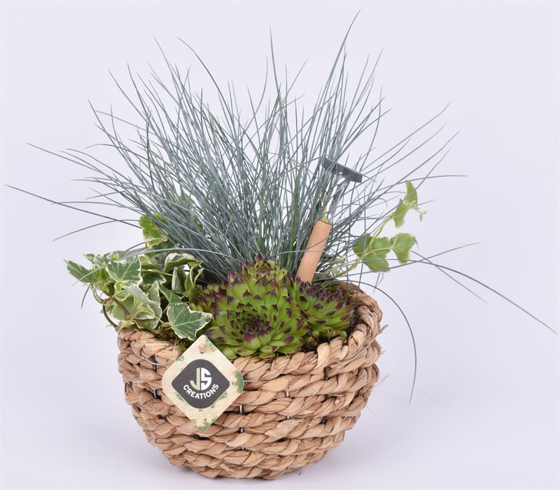 JS-Creations arr. Plants Pack of 4