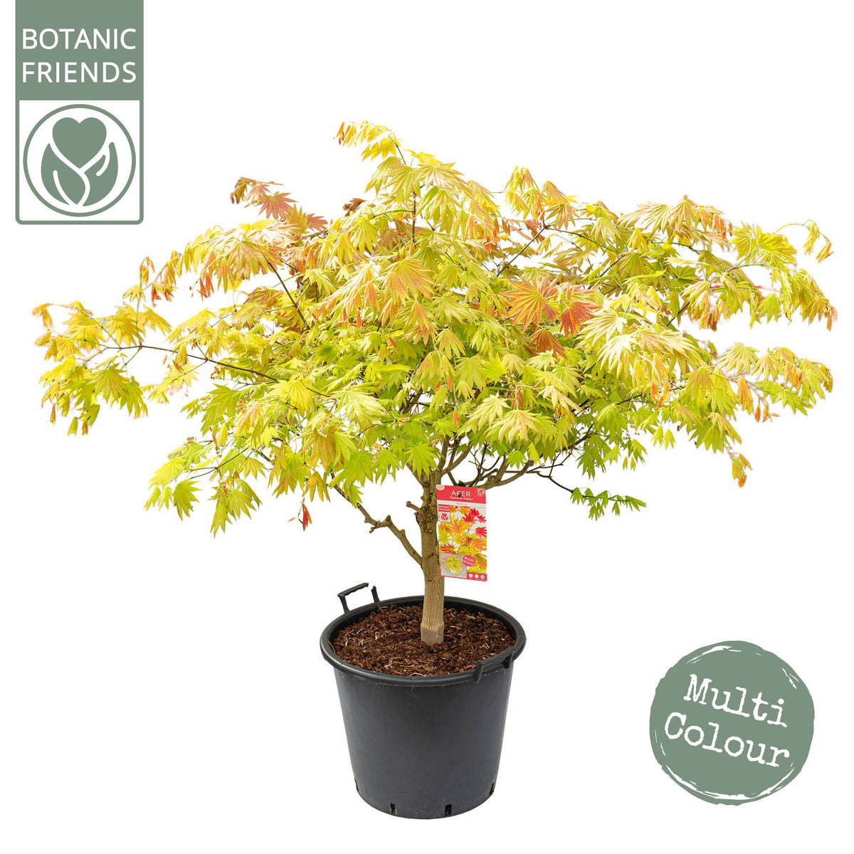 Acer Moonrise 140cm 50cm Pot