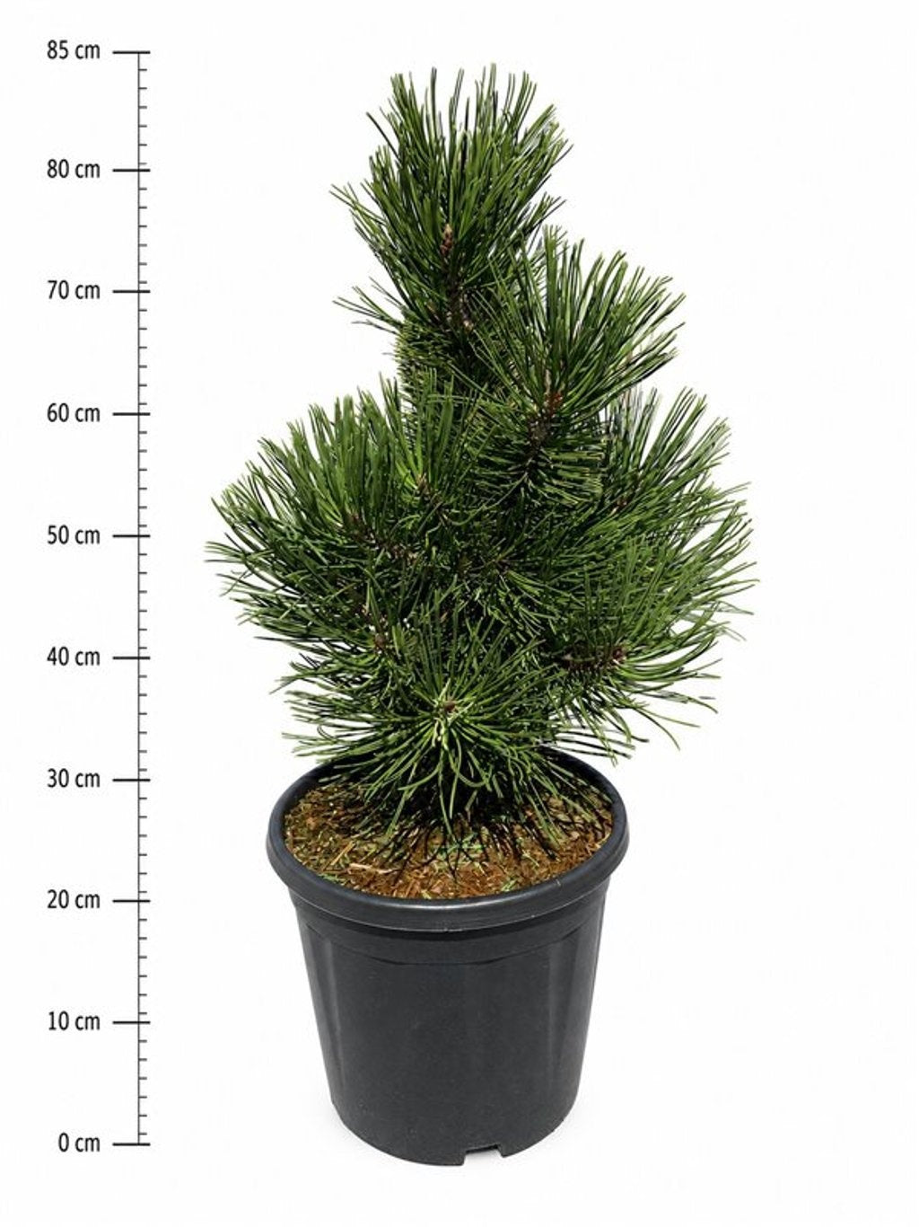 Pinus hybrid 80cm 32cm Pot