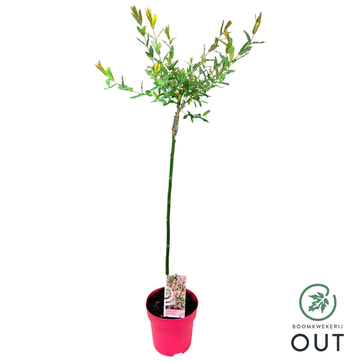 Salix integra Hakuro Nishiki 100cm 19cm Pot