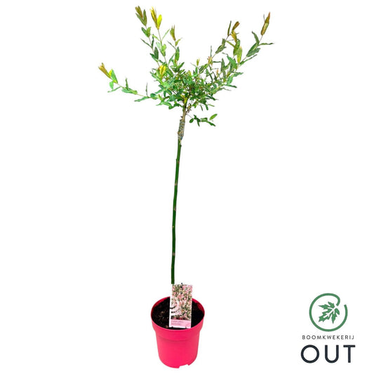 Salix integra Hakuro Nishiki 100cm 19cm Pot