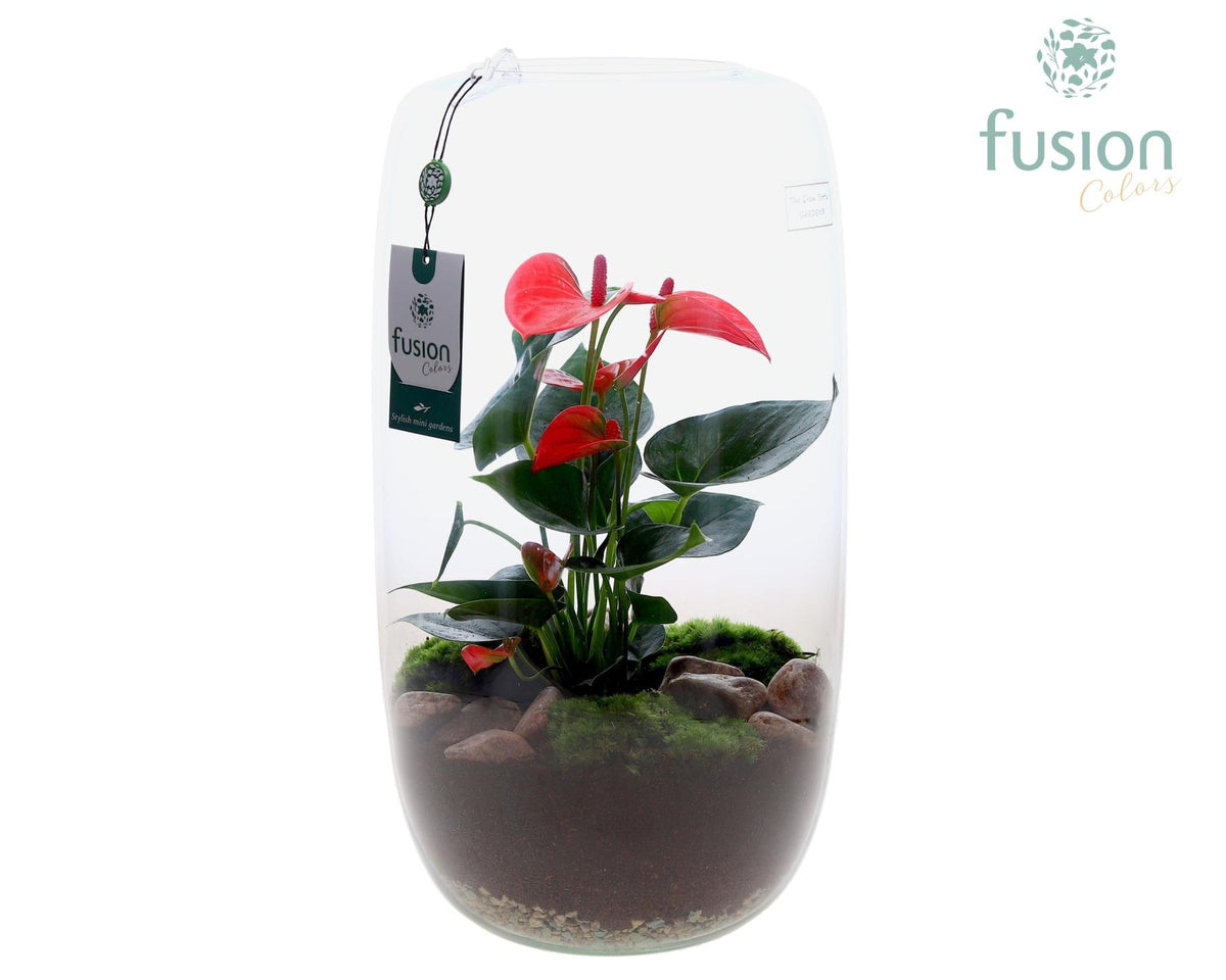 Green Bottle Isabella XXLarge met Anthurium 43cm 23cm Pot