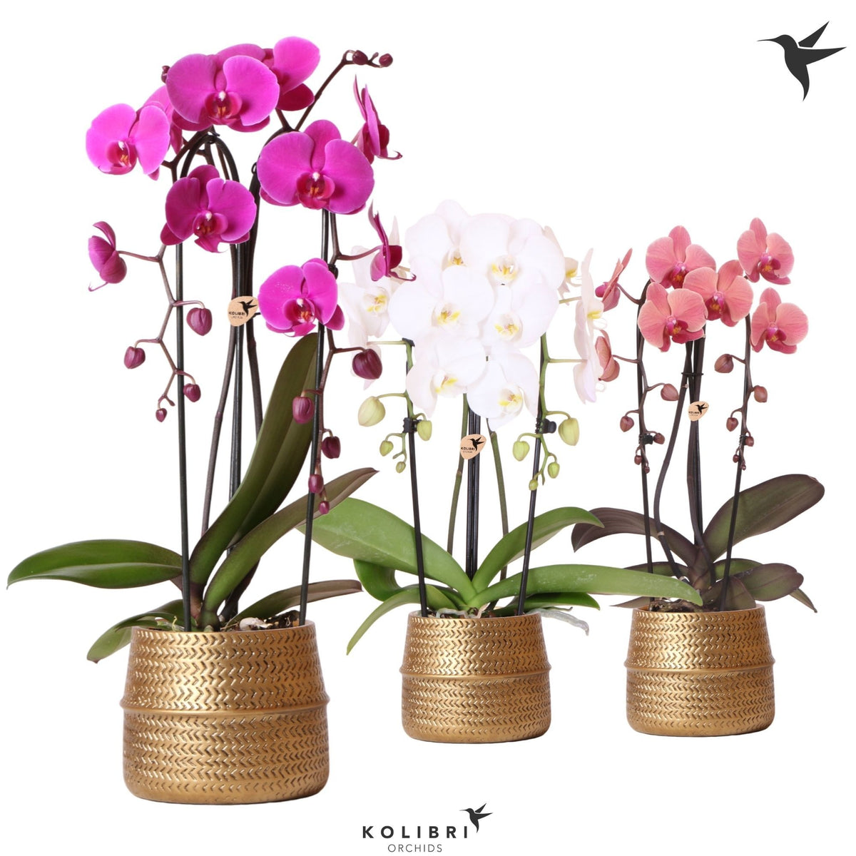 Phalaenopsis Elegant cascade 50cm 12cm Pot