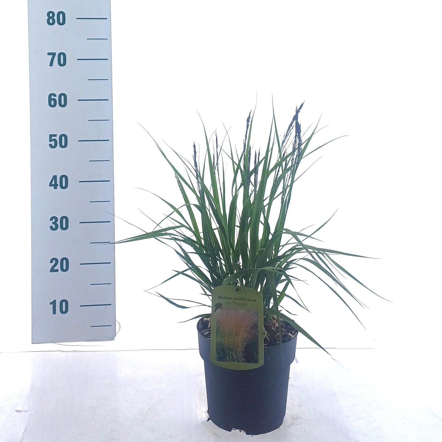 Molinia aru. Karl Foerster 60cm 19cm Pot