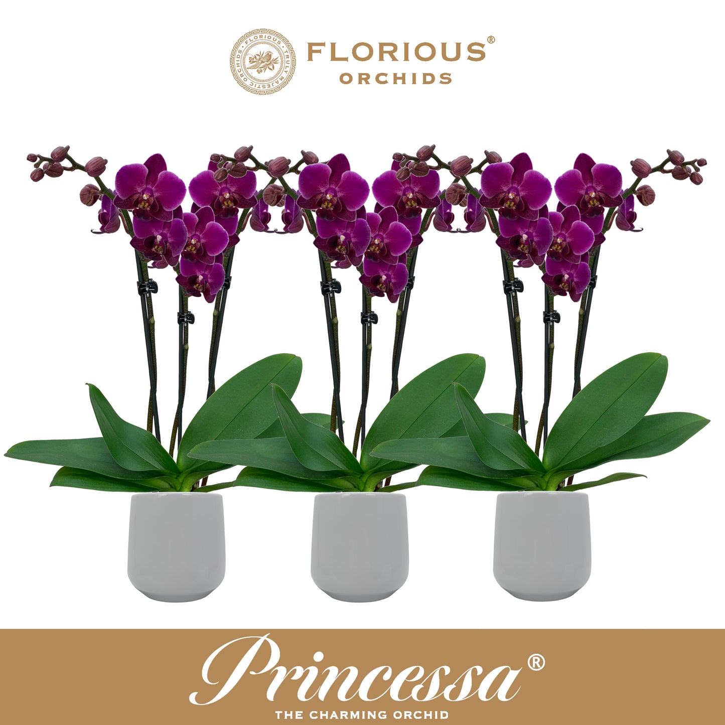 Florious Orchids Phalaenopsis purple Pack of 6