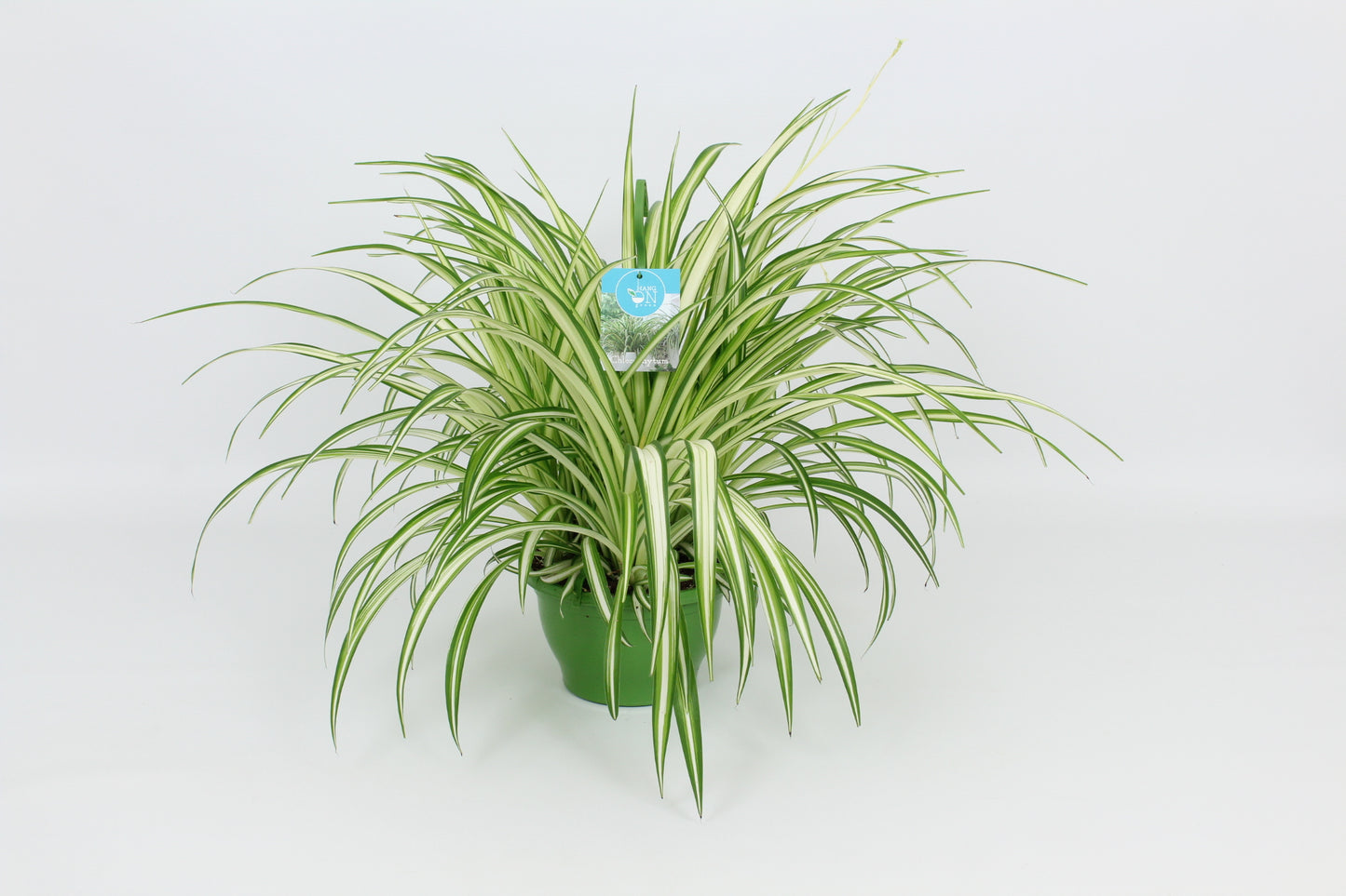Elstgeest Potplanten Chlorophytum Vittatum Pack of 3