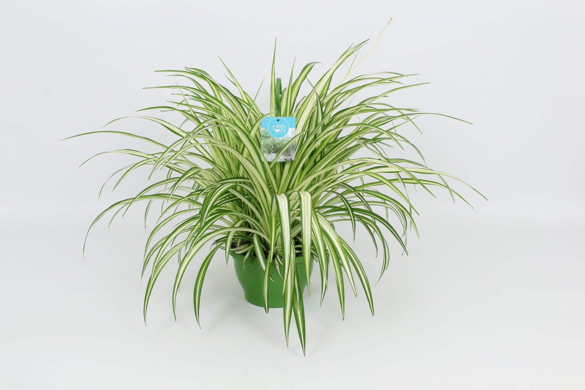 Elstgeest Potplanten Chlorophytum Vittatum Pack of 3