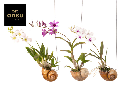 Dendrobium comp. mix 30cm 10cm Pot