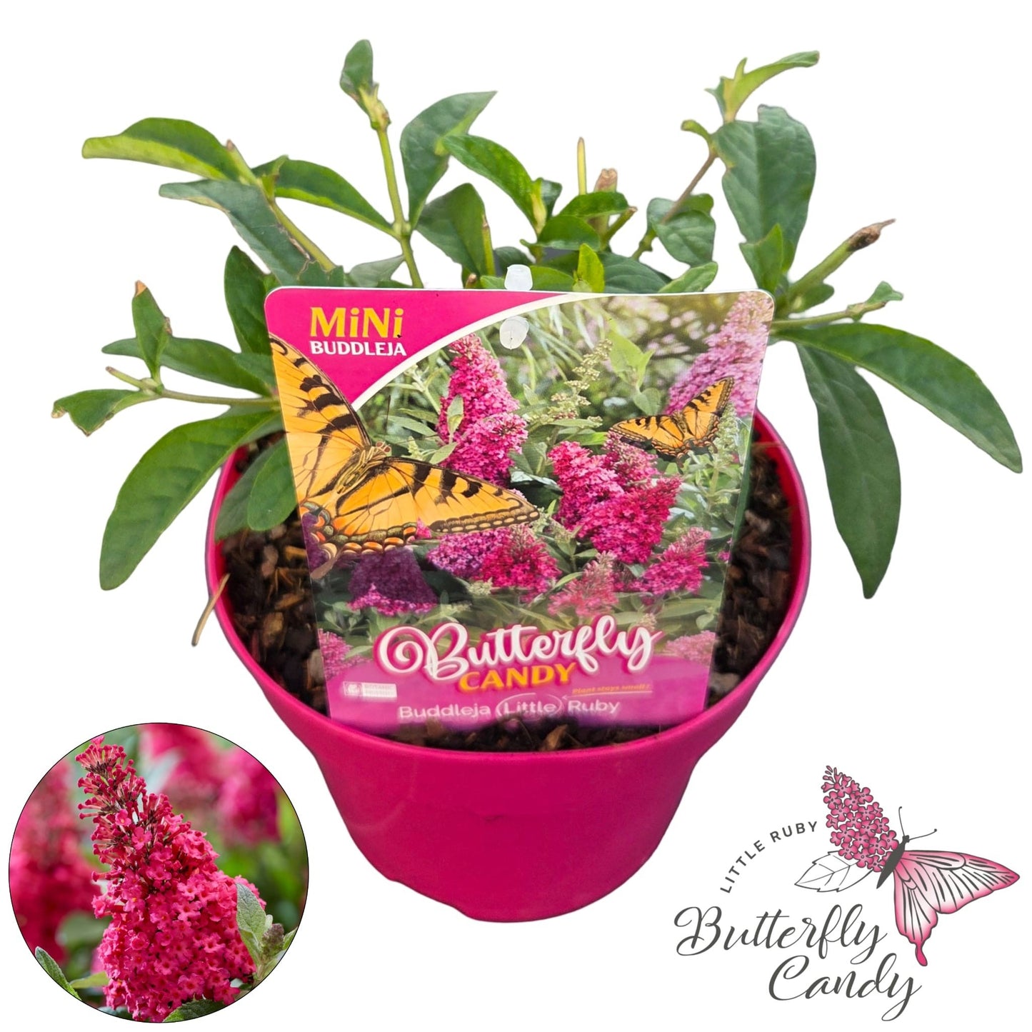 Buddleja Butterfly Candy Little Ruby 40cm 19cm Pot