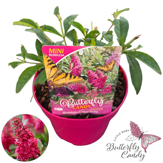 Buddleja Butterfly Candy Little Ruby 40cm 19cm Pot