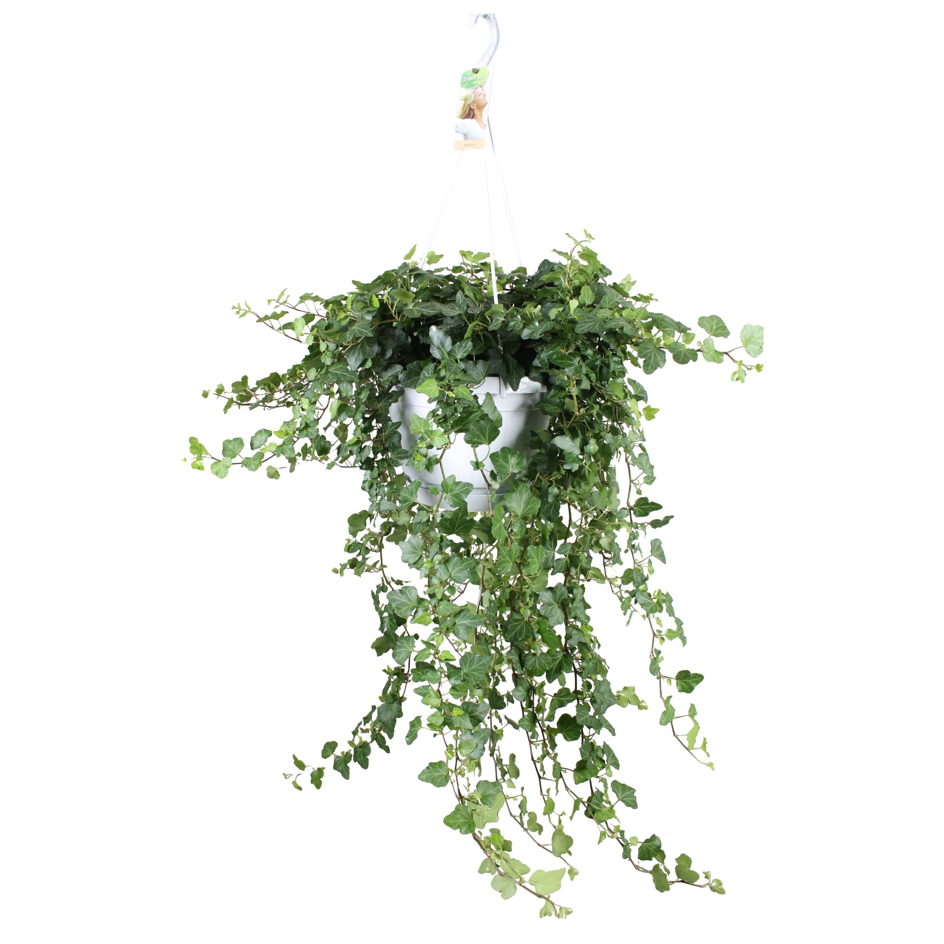 Hedera helix Wonder 24cm Pot