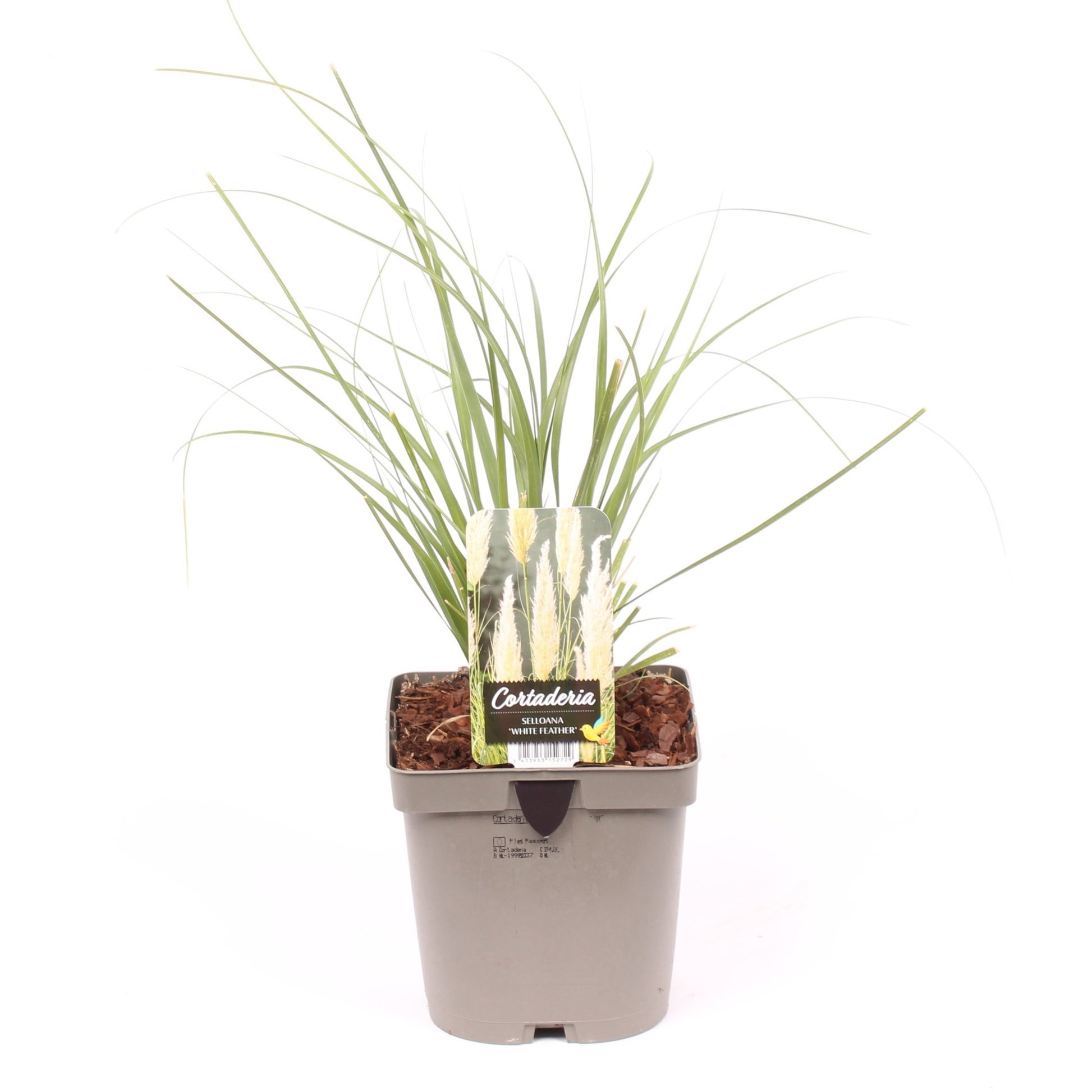 Vredebest, Kwekerij Cortaderia selloana Pack of 6