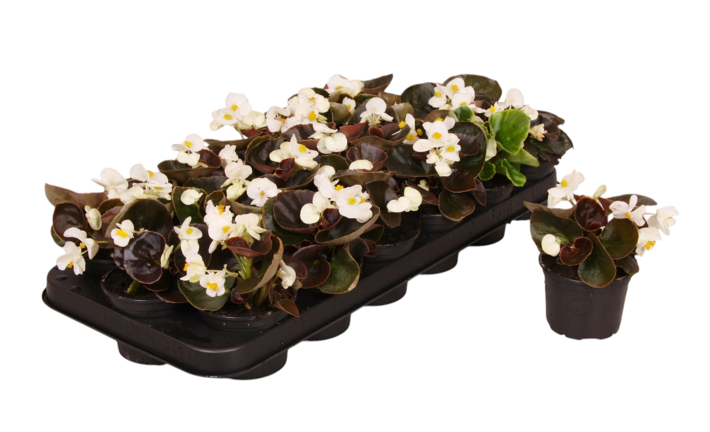 Begonia semp. dark leaf white 12cm 9cm Pot