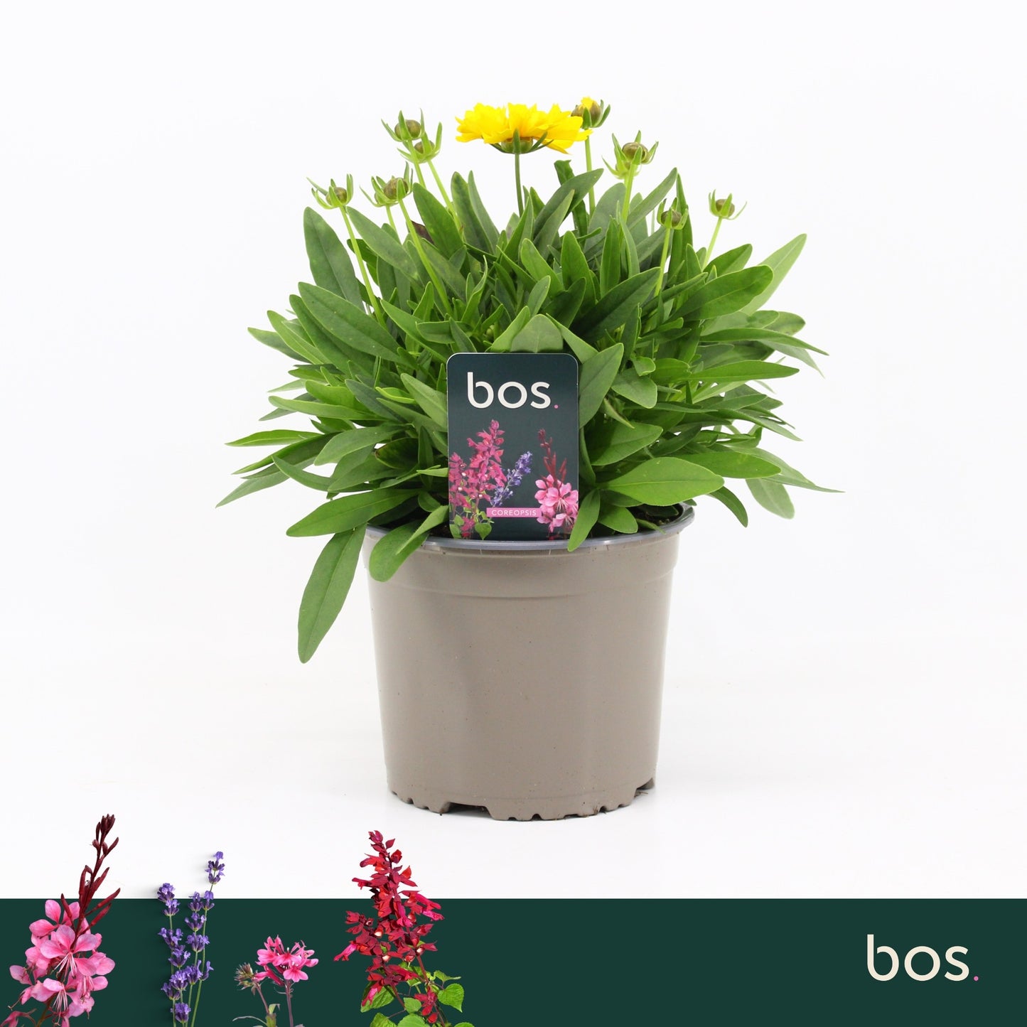 Coreopsis Corey Yellow 35cm 17cm Pot