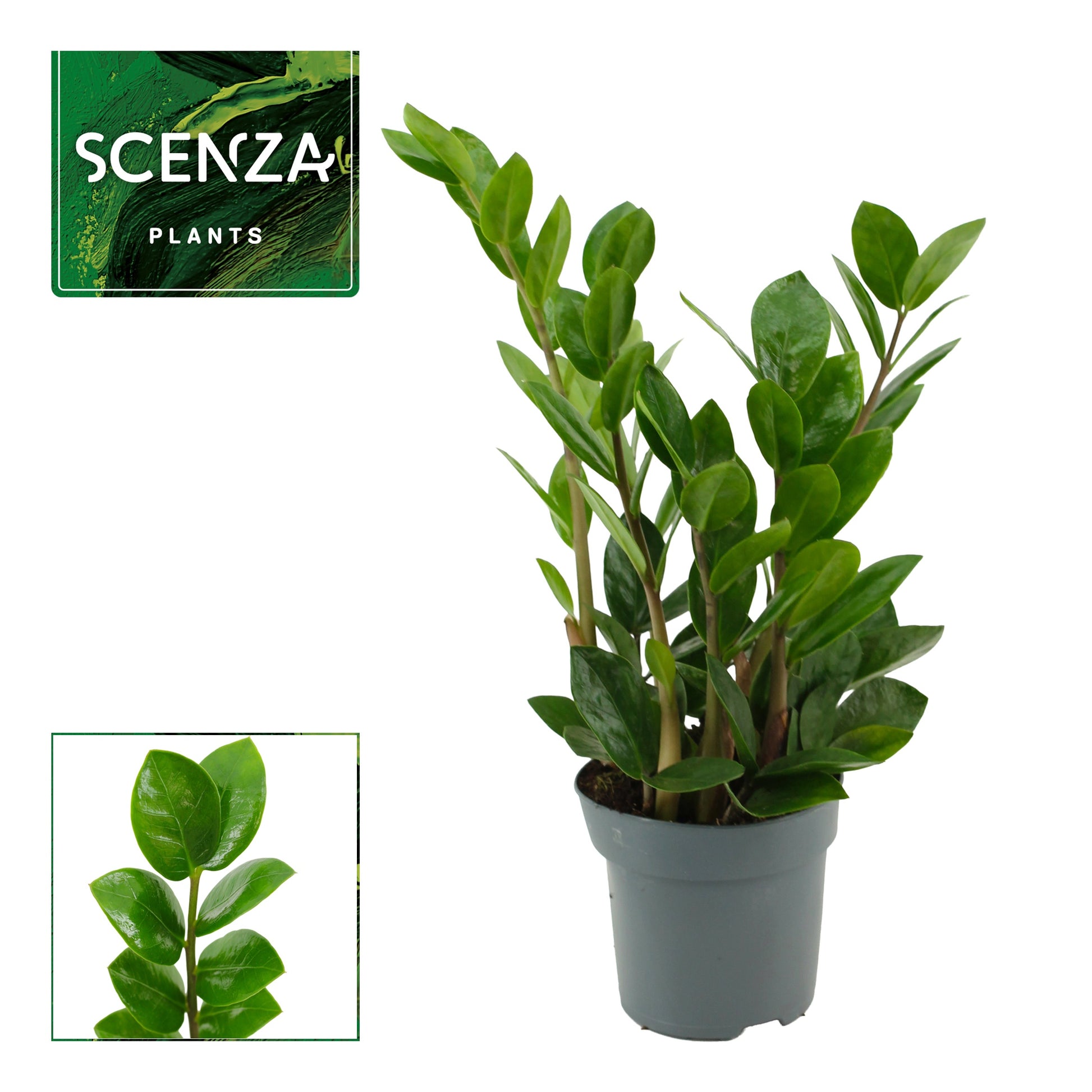 Zamioculcas Lima 30cm 510cm Pot