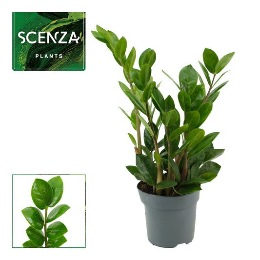 Zamioculcas Lima 30cm 510cm Pot