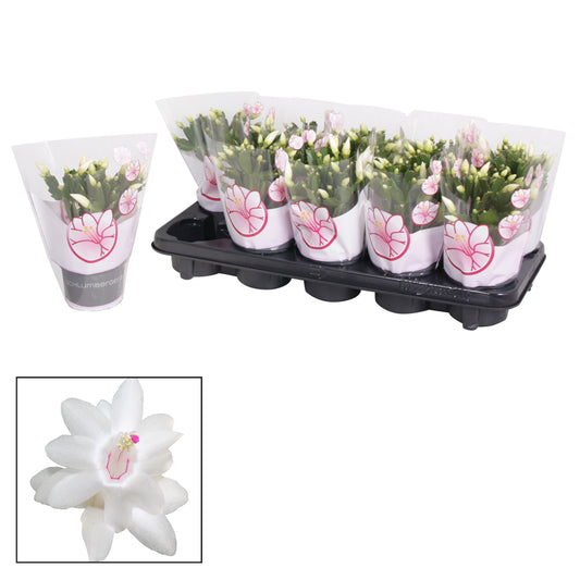Schlumbergera Witte Eva 20cm 10.5cm Pot