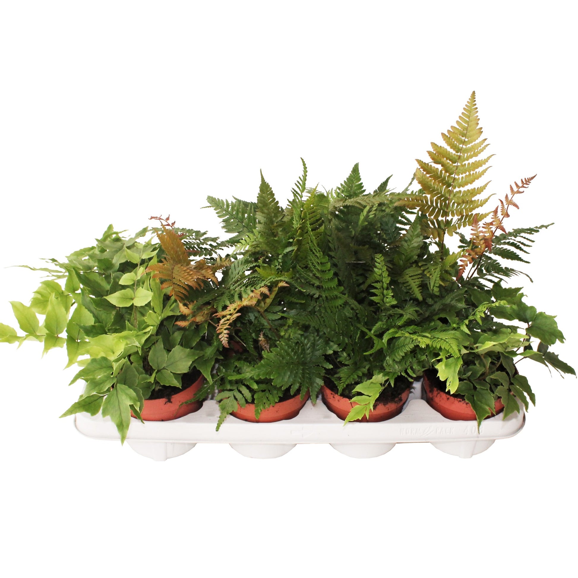 Ferns outdoor mix 25cm 12cm Pot