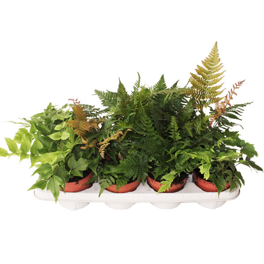 Ferns outdoor mix 25cm 12cm Pot