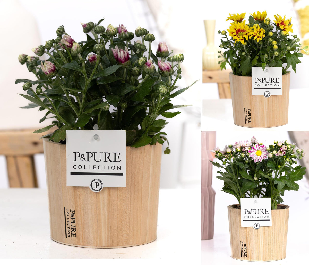 Chrysanthemum bicolour mix 25cm 12cm Pot
