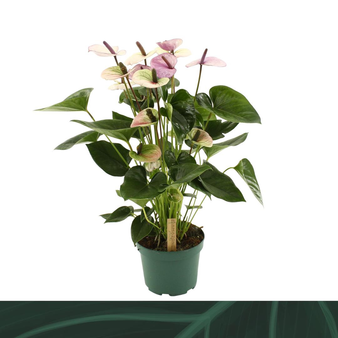Anthurium Laguna 55cm 17cm Pot