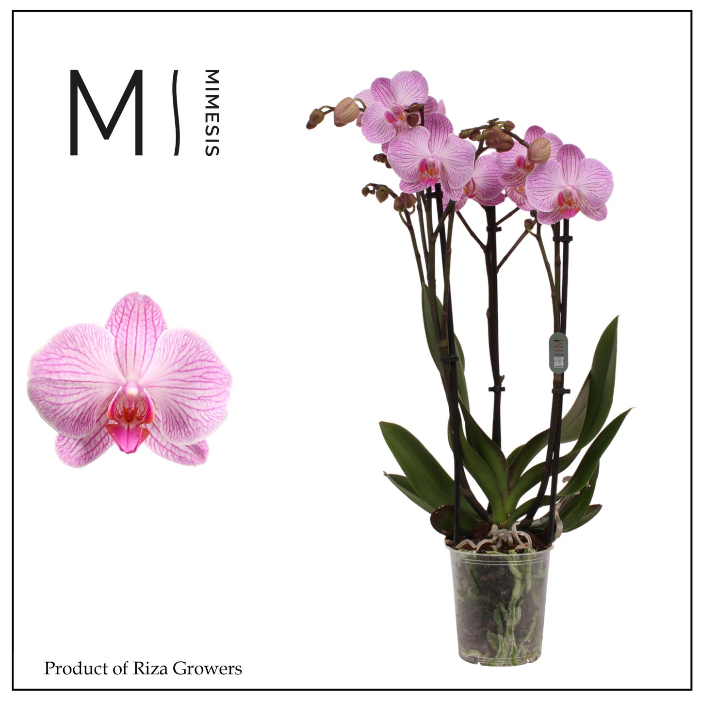 Phalaenopsis Heroes 60cm 12cm Pot