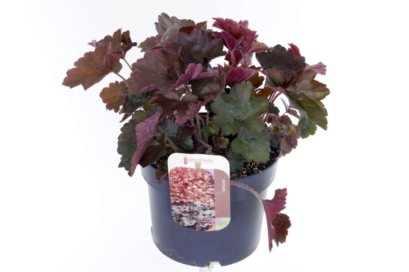 Heuchera Palace Purple 30cm 17cm Pot