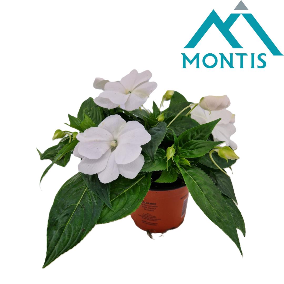 Impatiens ng. Colorpower White 25cm 13cm Pot