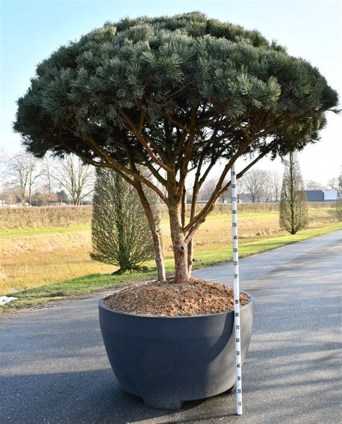 Pinus sylvestris Watereri 325cm 100cm Pot
