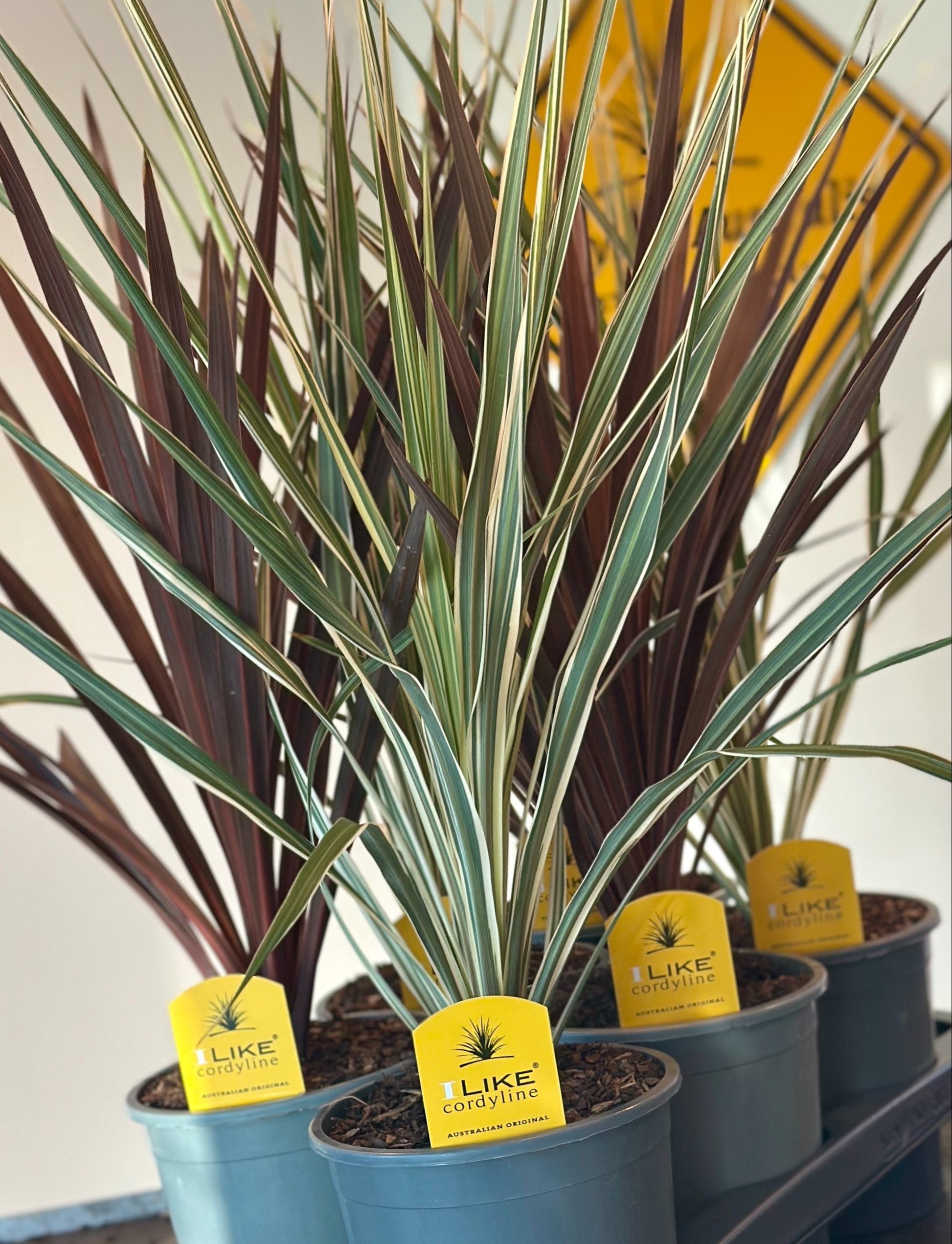 Cordyline hybrid 70cm 17cm Pot