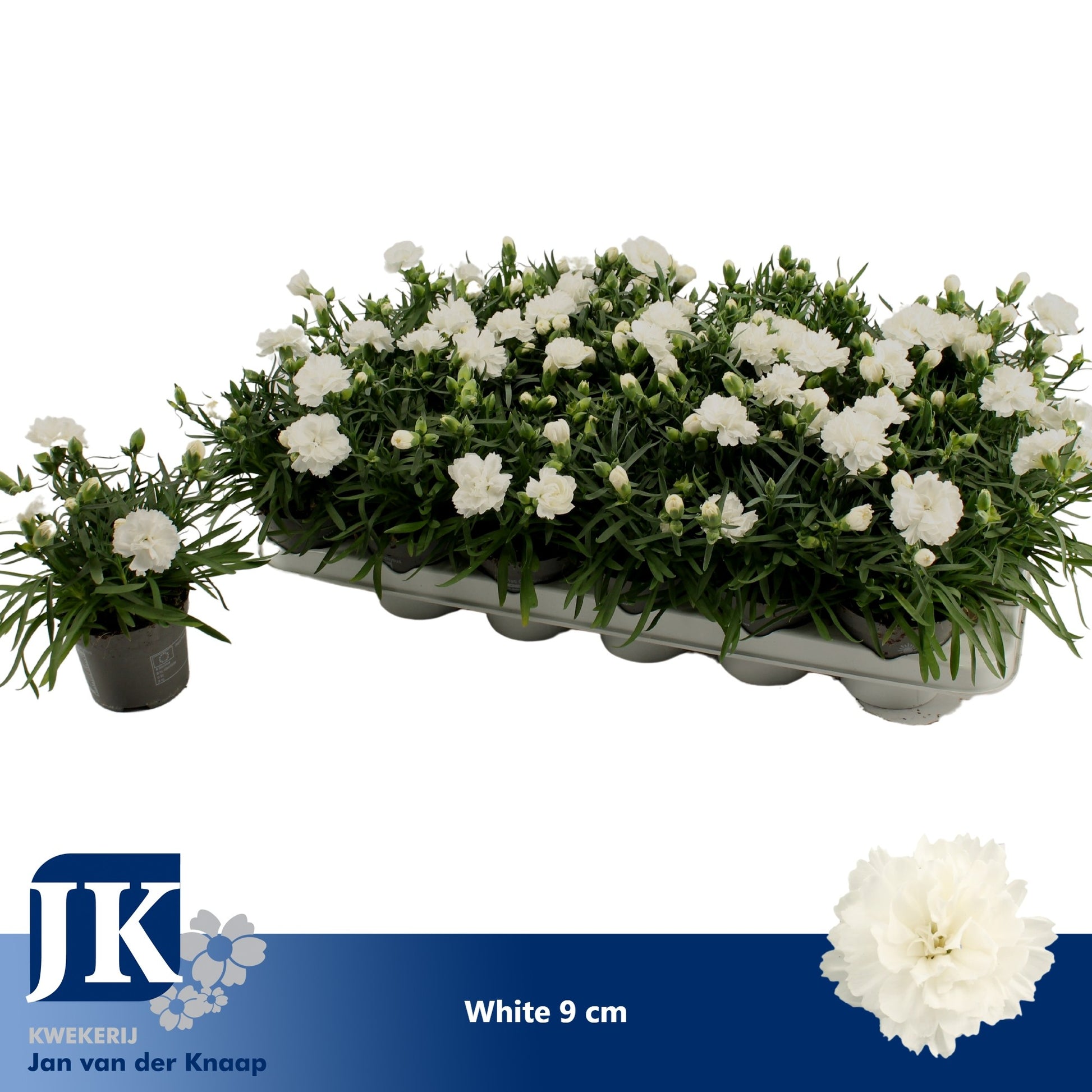 Dianthus Dinah 15cm 9cm Pot