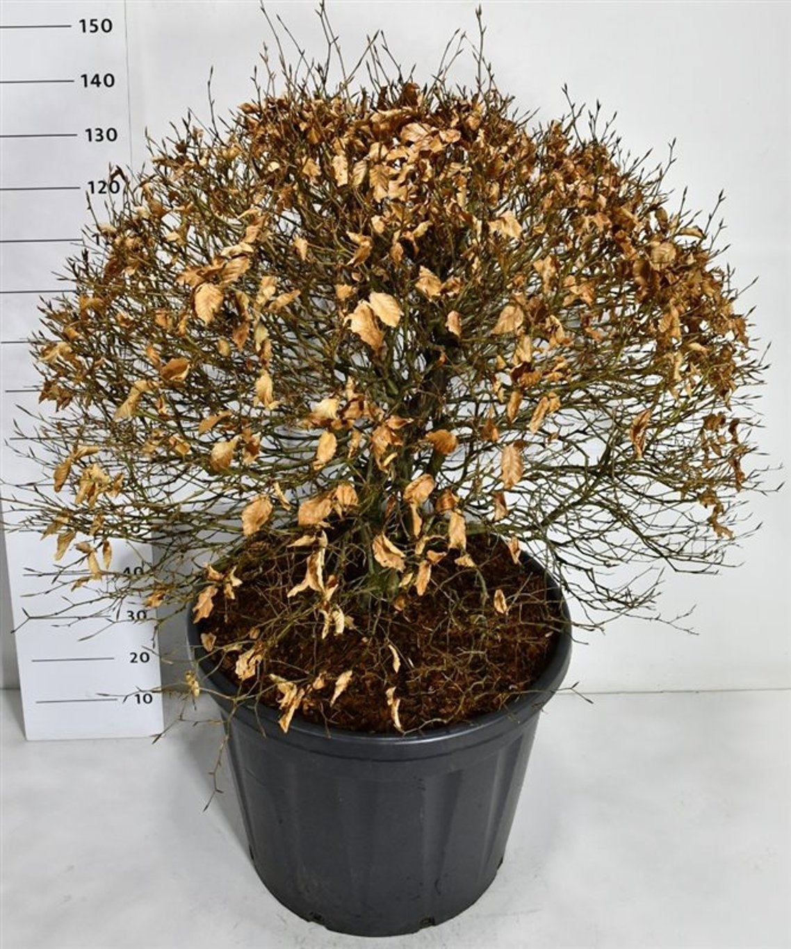 Fagus Atropunicea 150cm 65cm Pot