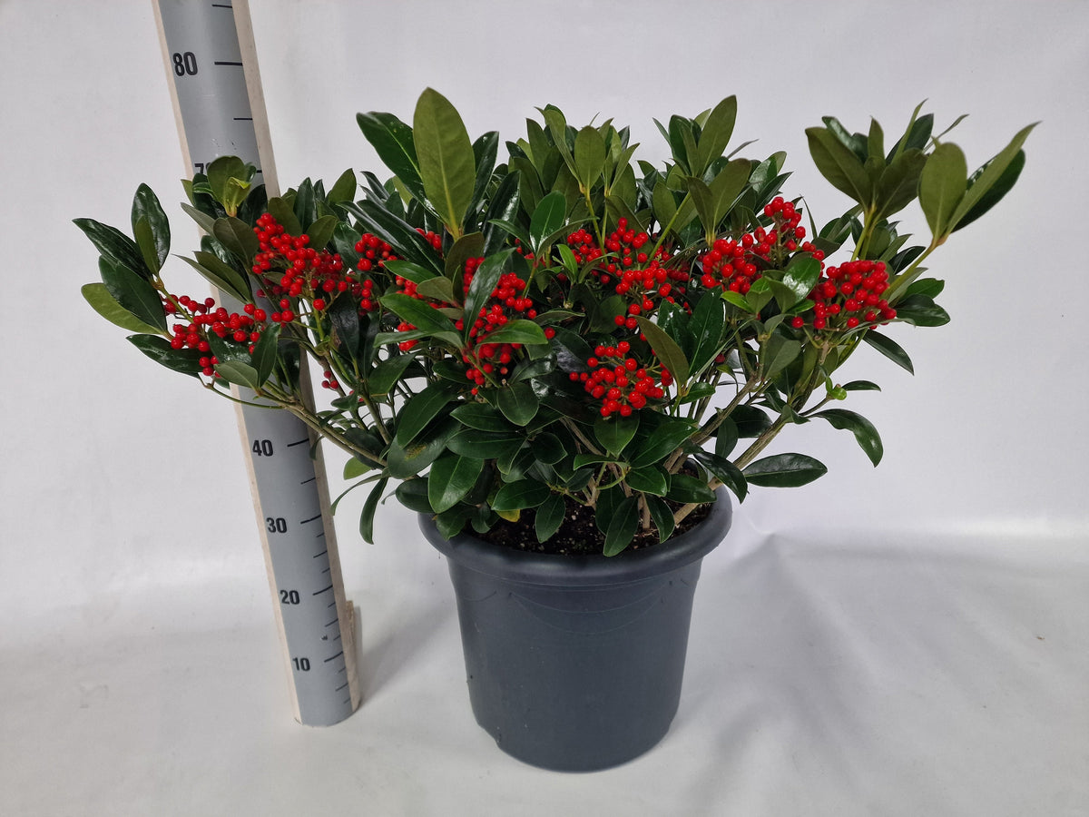Skimmia japonica Reevesiana 55cm 40cm Pot