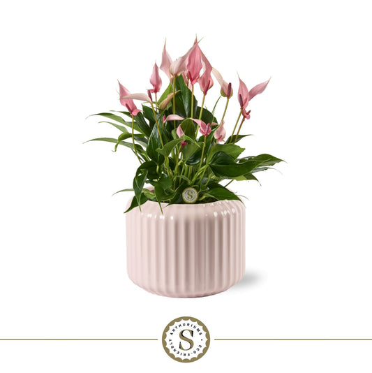 Anthurium Lilli 40cm 12cm Pot