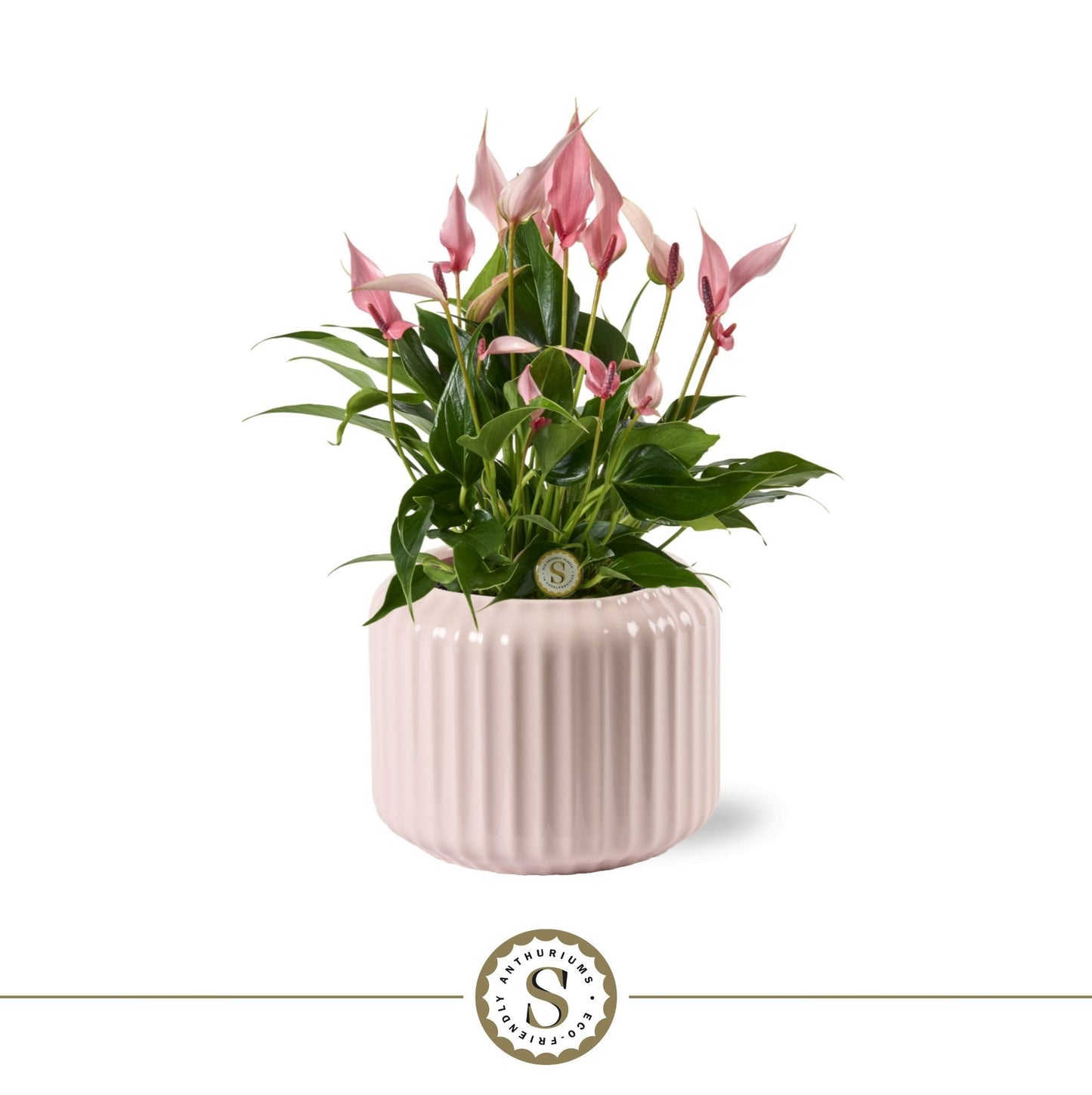Anthurium Lilli 40cm 12cm Pot