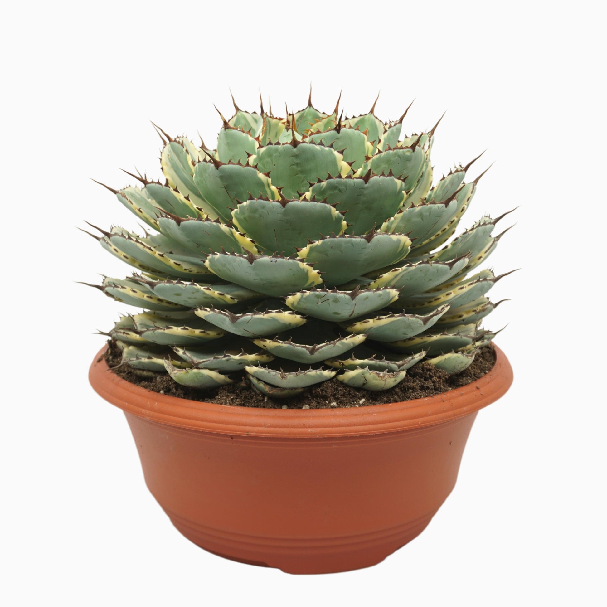 Agave 35cm 35cm Pot