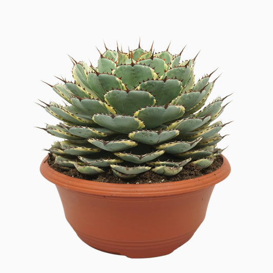 Agave 35cm 35cm Pot