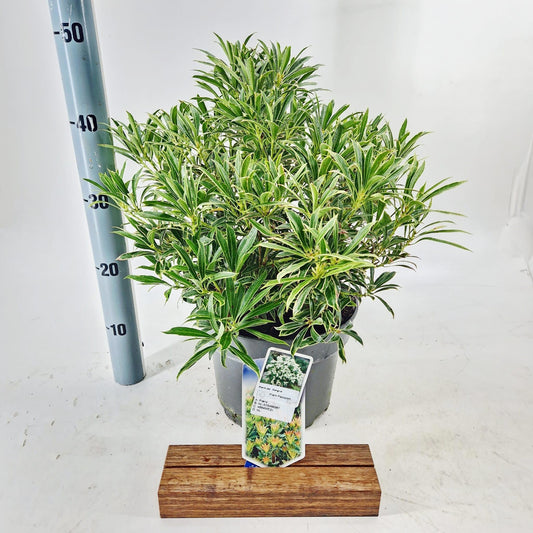 Pieris japonica Flaming Silver 45cm 23cm Pot