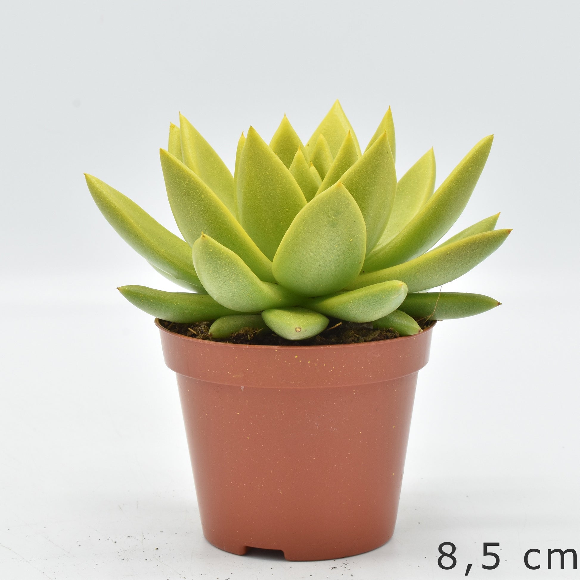 Echeveria yellow PA151 13cm 10.5cm Pot